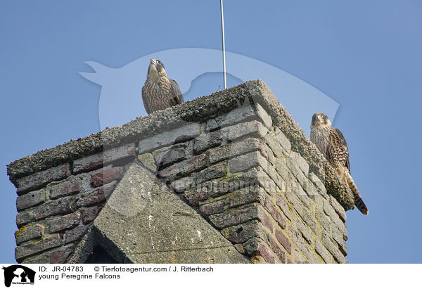 young Peregrine Falcons / JR-04783
