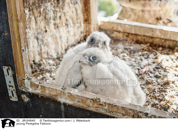 young Peregrine Falcons / JR-04840