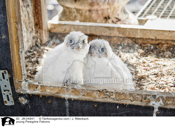 young Peregrine Falcons / JR-04841