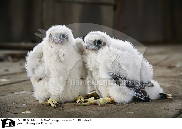 junge Wanderfalken / young Peregrine Falcons / JR-04844