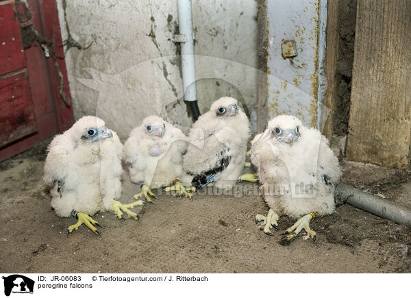 Wanderfalken / peregrine falcons / JR-06083