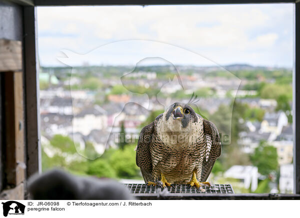 peregrine falcon / JR-06098