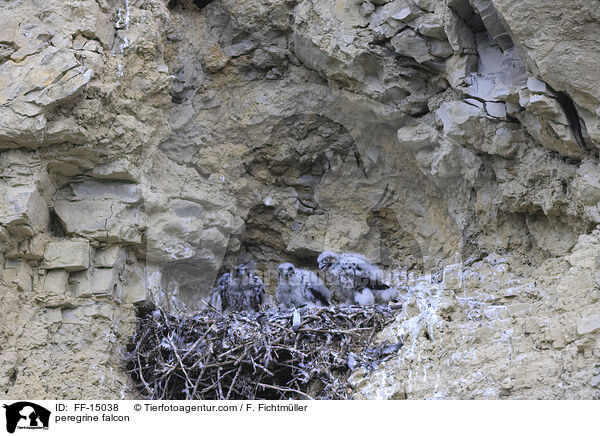 peregrine falcon / FF-15038
