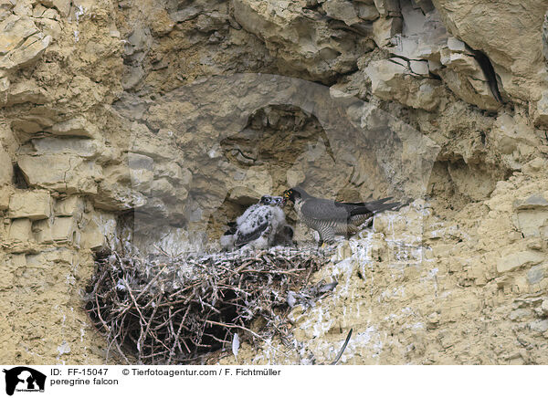 peregrine falcon / FF-15047
