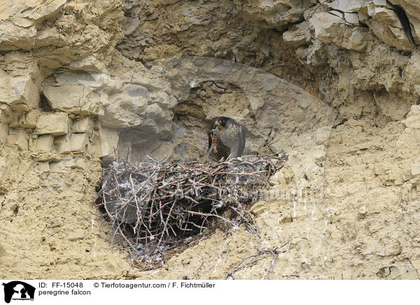 peregrine falcon / FF-15048