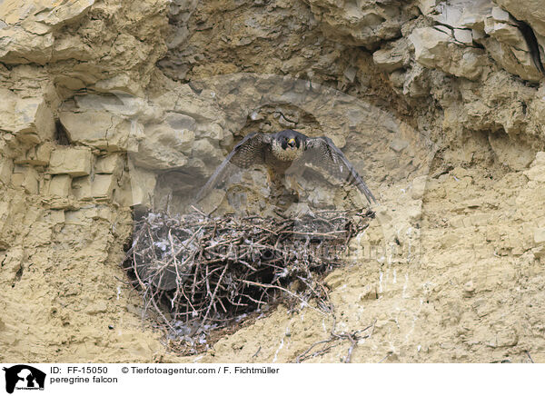 peregrine falcon / FF-15050