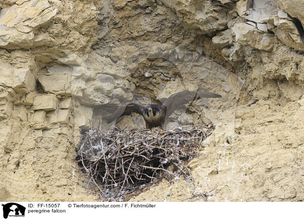 peregrine falcon / FF-15057