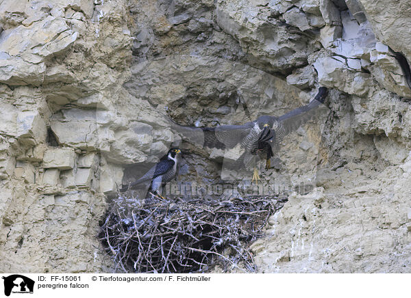 peregrine falcon / FF-15061