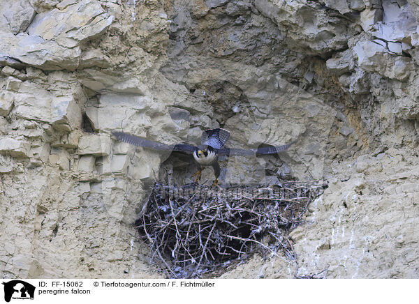 peregrine falcon / FF-15062