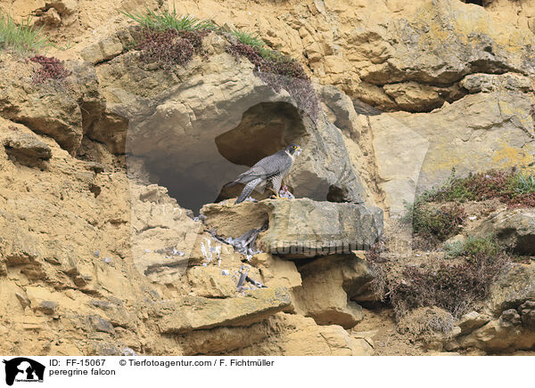 peregrine falcon / FF-15067