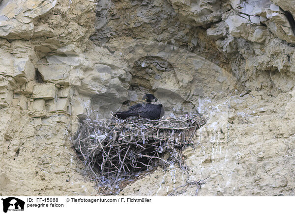 peregrine falcon / FF-15068
