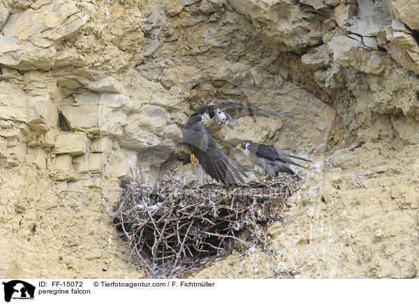 peregrine falcon / FF-15072