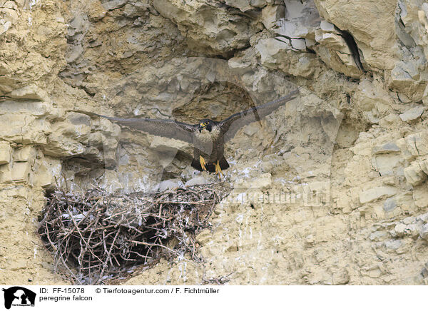 peregrine falcon / FF-15078