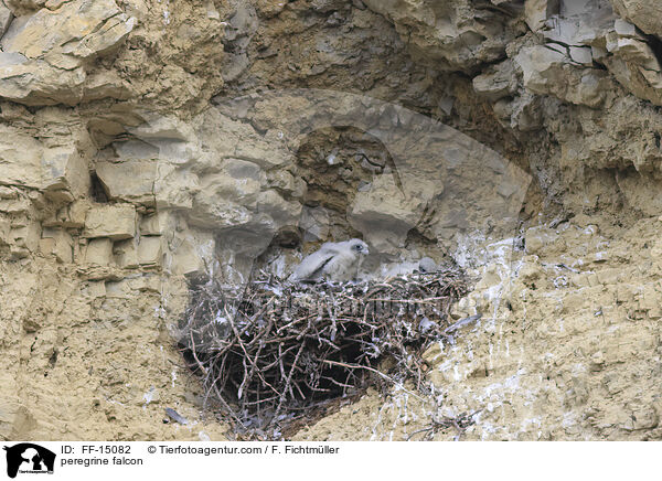 peregrine falcon / FF-15082