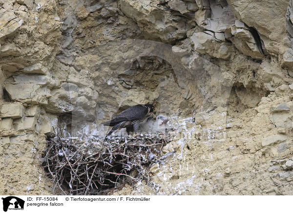peregrine falcon / FF-15084
