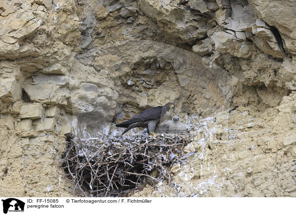 peregrine falcon / FF-15085
