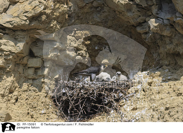 peregrine falcon / FF-15091