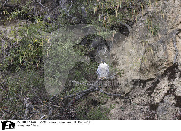 peregrine falcon / FF-15106
