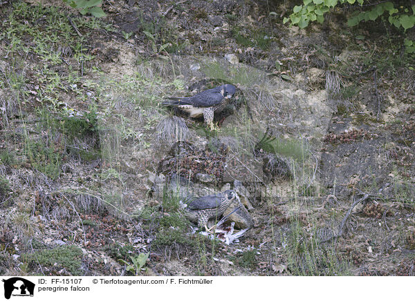 peregrine falcon / FF-15107