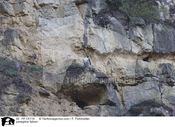 peregrine falcon / FF-15114