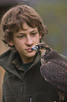 duck hawk