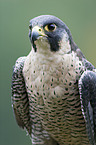 duck hawk