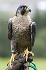duck hawk