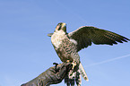duck hawk