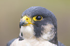 peregrine falcon