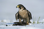 standing Peregrine Falcon