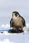standing Peregrine Falcon