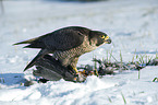 standing Peregrine Falcon