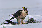 standing Peregrine Falcon