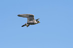 flying Peregrine Falcon