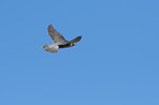 flying Peregrine Falcon
