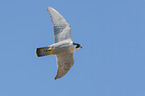 flying Peregrine Falcon