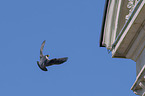 flying Peregrine Falcon
