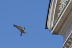 flying Peregrine Falcon