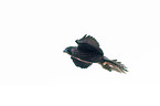 flying Peregrine Falcon