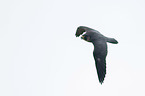 flying Peregrine Falcon