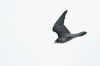 flying Peregrine Falcon