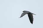 flying Peregrine Falcon