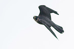 flying Peregrine Falcon