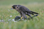 standing Peregrine Falcon