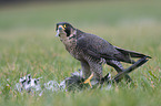 standing Peregrine Falcon