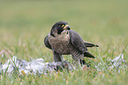 standing Peregrine Falcon