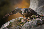 Peregrine Falcon