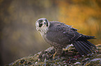 Peregrine Falcon