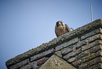 young Peregrine Falcon