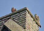 young Peregrine Falcons